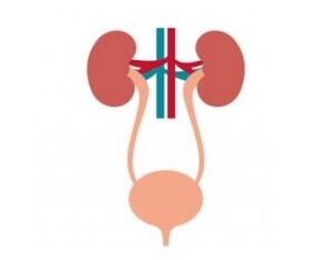 The urinary system and the femixal capsule of its strengthen