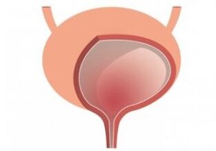 bladder and strengthen the femixal organ capsule
